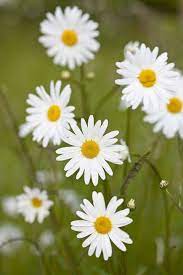9 Summer Flowers And Their Secret Meanings Flower Meanings Daisy Flower Meaning Summer Flowers Garden