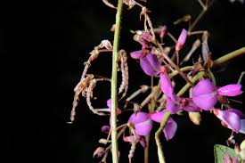 Image result for Desmodium intortum