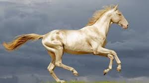 Los Mejores Nombres Para Caballos Y Yeguas Muy Originales Postposmo