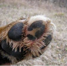 How To Make Wax For Dog Paws Cuteness Dog Skin Dog Paw Pads Paw Wax