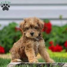 Feel free to browse hundreds of active classified puppy for sale listings, from dog breeders in pa and the surrounding areas. Mini Schnoodle Puppies For Sale Greenfield Puppies Schnoodle Puppies Mini Schnoodle Schnoodle Puppies For Sale