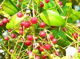 Image result for Salvadora persica