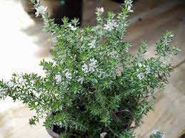 It's similar to its relative the westringa zena. Westringia Wynyabbie Gem Diaco S Garden Nursery And Garden Centre