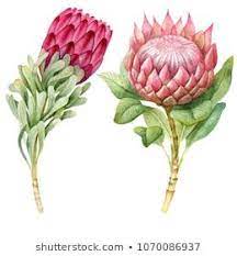 Watercolor Tropical Protea Flowers Protea Art Floral Watercolor Flower Painting