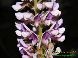 Image result for Uraria picta