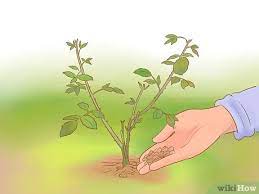 Dogs like to run around lawns and they like to dig and they also use lawns as bathrooms and this could ruin the aspect of your lawn. 3 Ways To Keep Dogs Off Your Lawn Wikihow