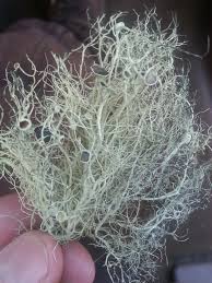 Image result for Alectra dunensis