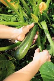 45% fat, 50% carbs, 6% protein. Nutritional Value Of Zucchini Archives 24 7 Nrg Fitness