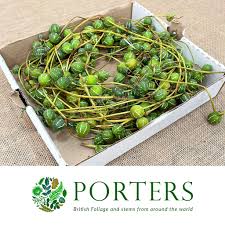 Image result for Diplocyclos