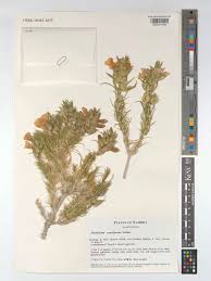 Image result for Petalidium englerianum