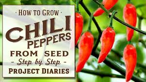 Growing jalapenos gives you an unlimited supply of one of the most popular chile varieties. How To Grow Chili Peppers From Seed A Complete Step By Step Guide Youtube
