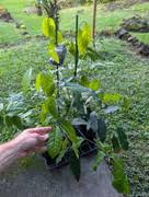 Image result for Pentadiplandra