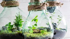 So einfach lässt sich ein kleines biotop anlegen. Pflanzen Im Glas So Einfach Baust Du Dein Ewiges Terrarium Stern De