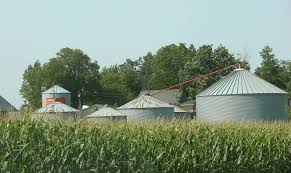 Why Do We Detassel Corn?