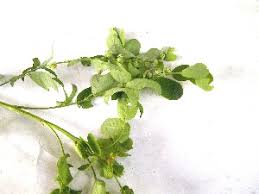 Image result for Phyllanthus odontadenius