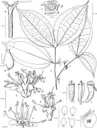 Image result for Warneckea sp.