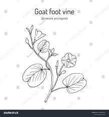 Image result for Ipomoea pes-caprae