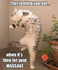 Massage Magazine On Twitter Dancing Cat Crazy Cats Cats