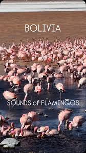 Sounds of flamingos, Bolivia