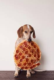 What Does Your Favourite Pizza Say About You Dogs Dog Cat 15 Dogs