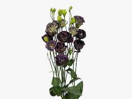 Image result for eustoma maurine