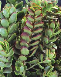 4.5 out of 5 stars. Small Red Carpet Stonecrop Crassula Radicans Proven Winners