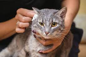 What To Do If Your Cat S Ears Are Hot