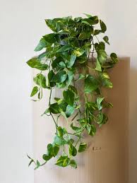 Image result for Epipremnum en casa