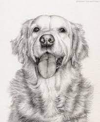 golden retriever mounted print of original pencil drawing dog paintings coloriage phare