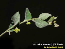 Image result for Cocculus hirsutus