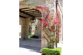 Hanging out in my bougainvillea trellis. Pergola Plants Guide Shade And Enhance Your Outdoor Space