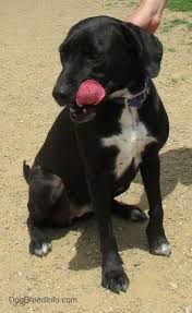 Lab Bull Terrier Mix I Think Lab Mix Puppies Pitbull Lab Mix Cute Baby Animals