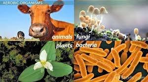 Maybe you would like to learn more about one of these? What Are Aerobic Organisms Definition Examples Video Lesson Transcript Study Com