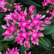 Image result for Pentanisia sykesii