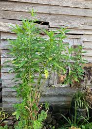 Image result for Rhinacanthus zambesiacus