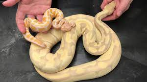 Low to high sort by price: Ball Python Morphs 2 Lavender Albino Combos Youtube