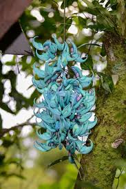 Image result for Strongylodon macrobotrys