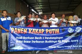 Mempunya ciri tubuh yang bulat pipih dengan sirip. Budidayakan Kakap Putih Petambak Ikan Di Demak Gunakan Pakan Alami Antara Jateng