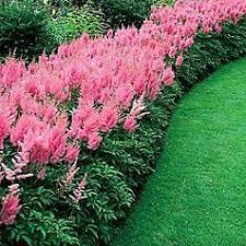 Google Image Result For Http Affordablehomeandgardenstore Com Merchandise Ast Shade Plants Shade Flowers Plants