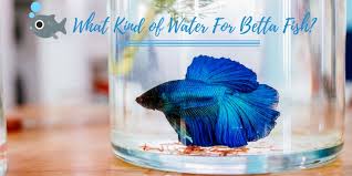 What fish can live with betta fish? What Kind Of Water Will Help My Betta Fish Not Just Survive But Thrive