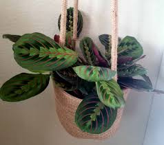 Prayer plants, also known as maranta leuconeura, are colorful perennials, ideal for rooms on the east or north side of your house where light levels are generally low. Prayer Plant Care Guide The Green Experiment Company