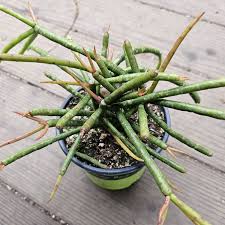 Image result for Rhipsalis