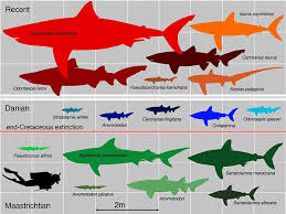 Mako Shark Size Chart Megalodon Shark Size Chart Shark Size