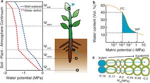 Plant physiologists are not interested in as the individual components change, they raise or lower the total water potential of a system. Water Transport Perception And Response In Plants Springerlink