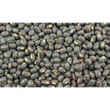 Black Sabut Urad Dal High In Protein Packaging Size 10kg Rs 100 Kg Id 22441441012
