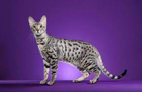 the most expensive cats in the world they cost a fortune cat breeds rare cats rare cat breeds