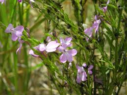 Image result for Striga