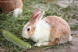 Check spelling or type a new query. Durfen Kaninchen Zucchini Essen Alle Informationen Kleintierinfo