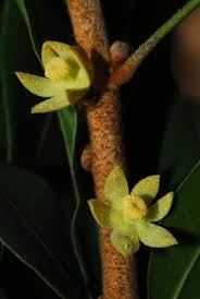 Image result for Cola natalensis