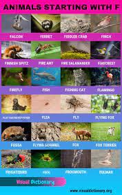 Browse the list of top 100 cute names, including fabiana and finley Animals That Start With F 24 Popular Animals Starting With F Visual Dictionary